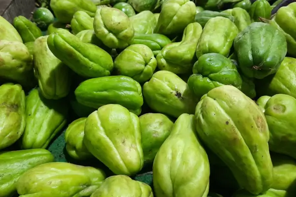 A naturalidade do chuchu auxiliando na sua hidratação e digestão